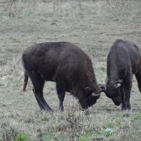 Agroturystyka Zywe Kruklanki Εξωτερικό φωτογραφία